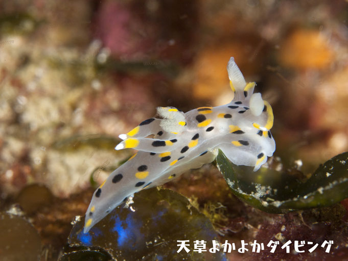 ミズタマウミウシ