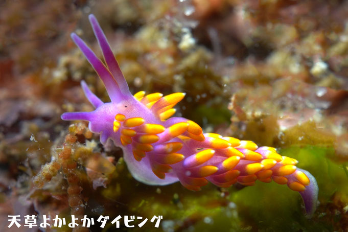 ミチヨミノウミウシ