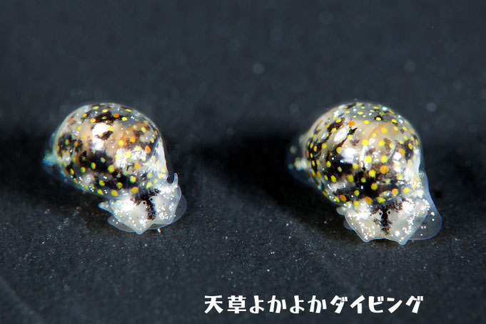 ブドウガイ科の一種10