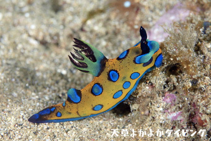 スルガリュウグウウミウシ