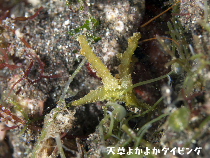 フリソデミドリガイ