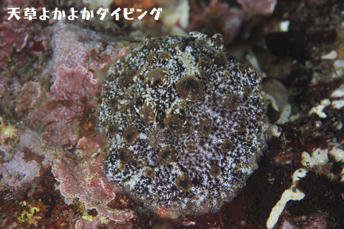 アズキウミウシ