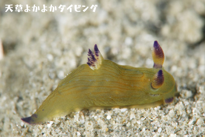 コミドリリュウグウウミウシ