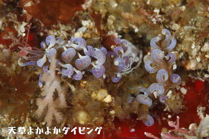 ムロトミノウミウシ