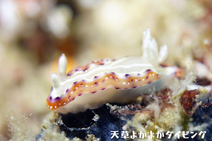セトイロウミウシ
