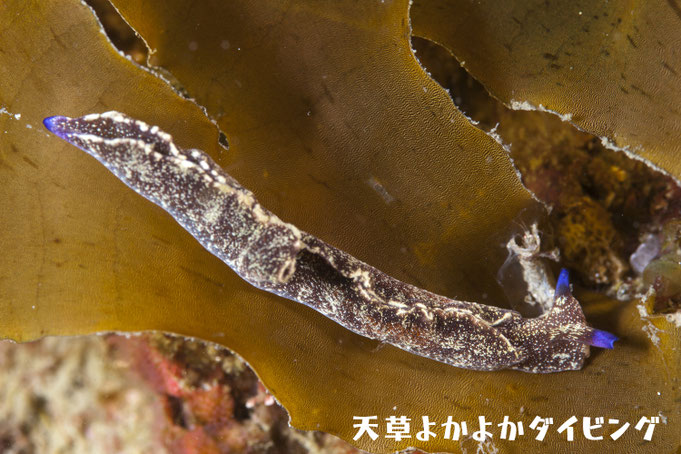 アズキウミウシ
