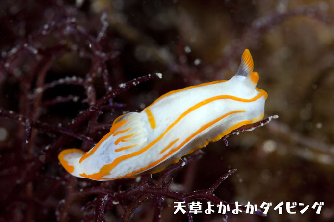 キンセンウミウシ