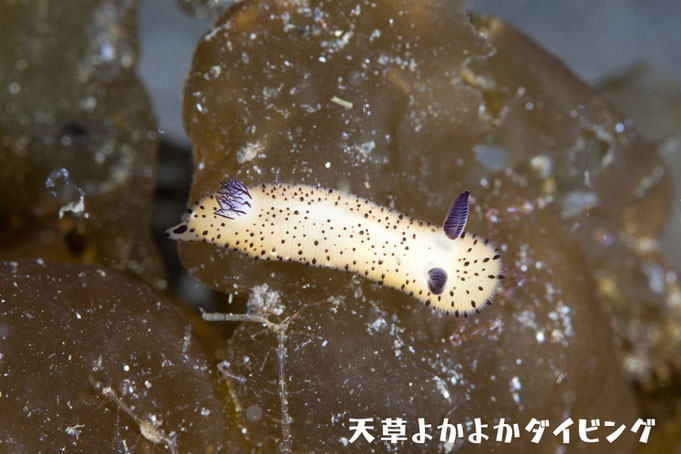 ゴマフビロードウミウシ