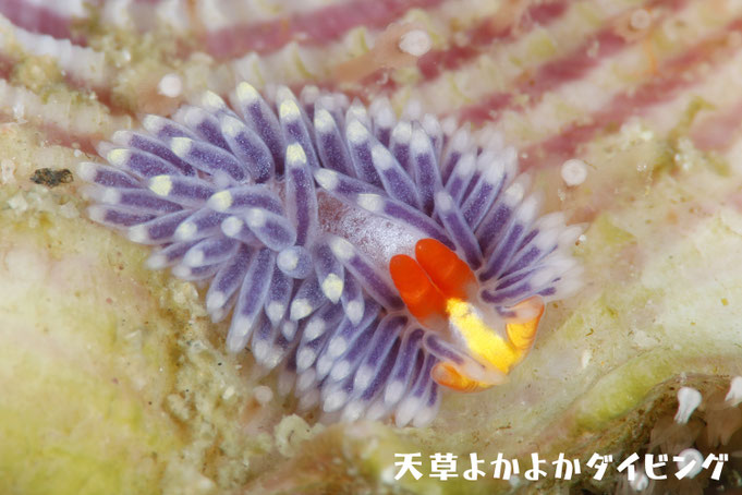 ムラサキミノウミウシ