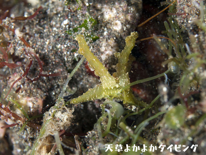 フリソデミドリガイ