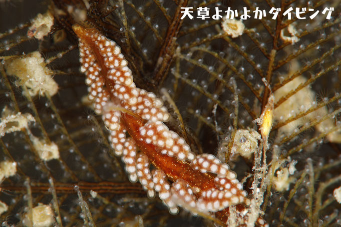 ミレニアムマツカサウミウシ