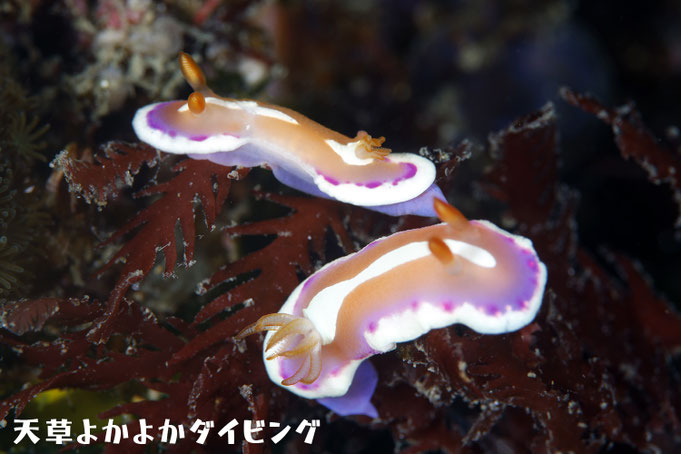 アラリウミウシ