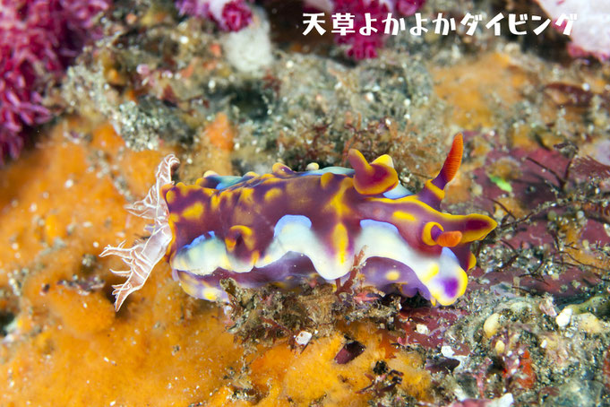 ミアミラウミウシ