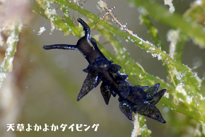 ヒメクロモウミウシ