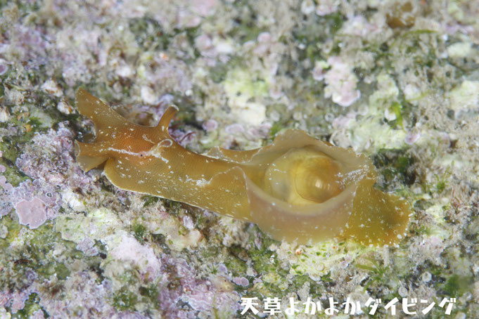 アズキウミウシ