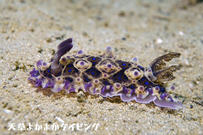 ミヤコウミウシ