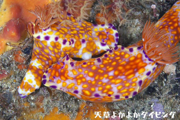 ニシキウミウシ