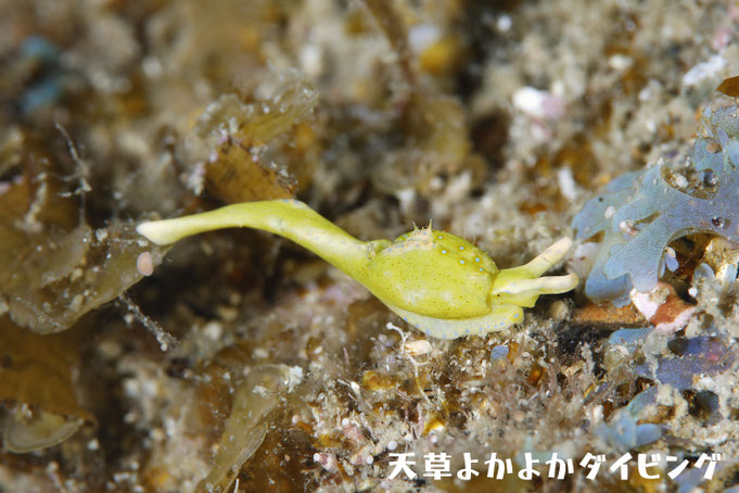ナギサノツユ