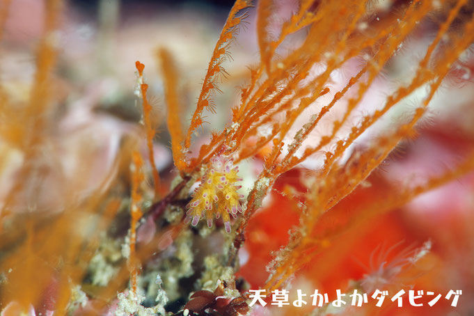 スミレマツカサウミウシ