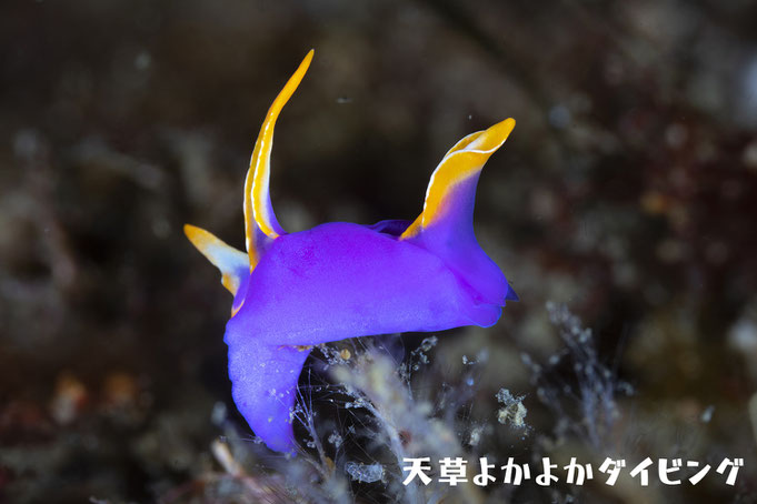 ムラサキウミコチョウ