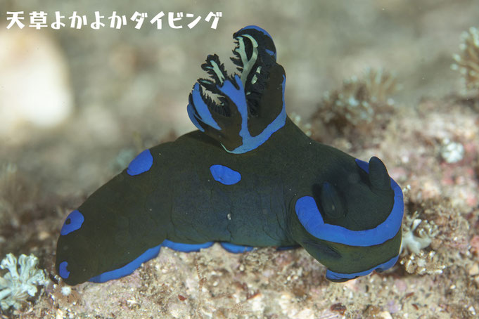 ミドリリュウグウウミウシ