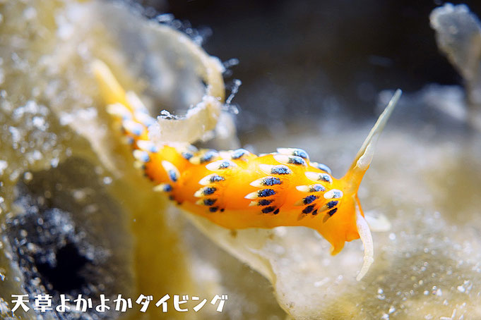 フジエラミノウミウシ