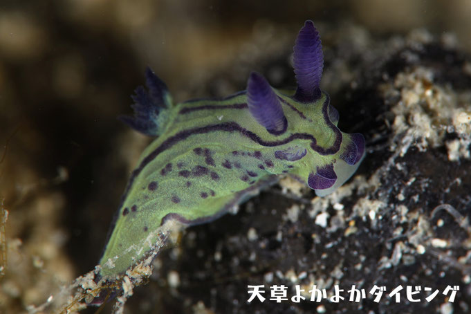オオクチリュウグウウミウシ