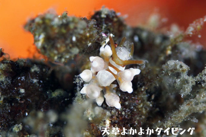 イナバミノウミウシ