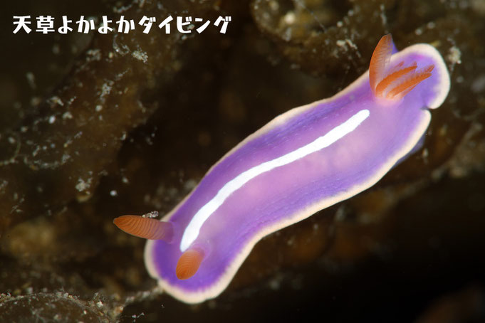 フジイロウミウシ