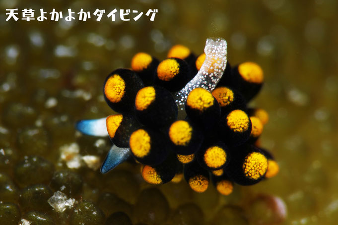 テントウウミウシ
