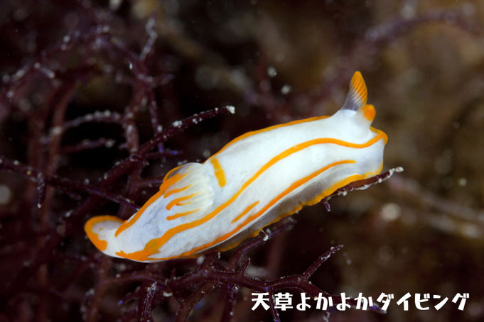 キンセンウミウシ