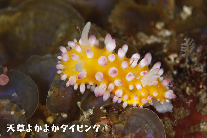 イガグリウミウシ