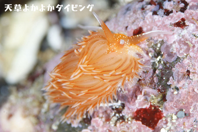 アカエラミノウミウシ