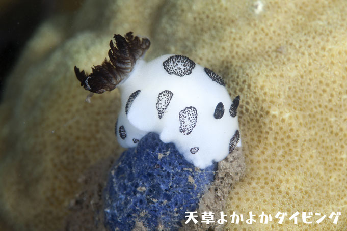 ブチウミウシ