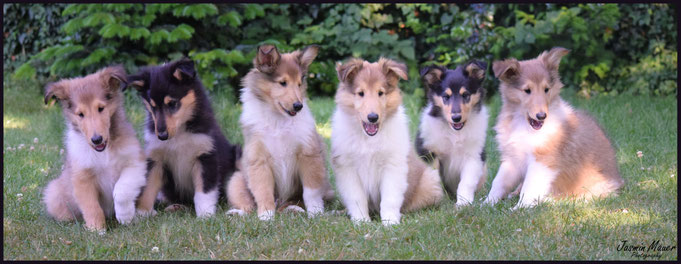 v.l.n.r. Dustin, Dakota, Dexter, Sammy, Sunny und Pebbels am 26.06.2018