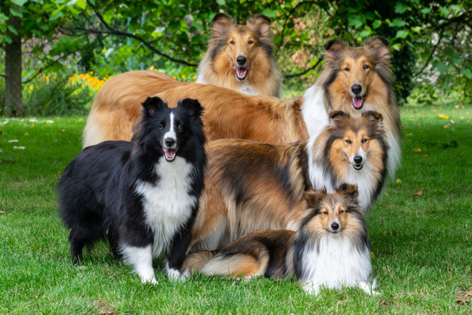 Unsere fünf Mädels hinten Cleo und Luna, vorne Nelly, Candy und liegend Angel