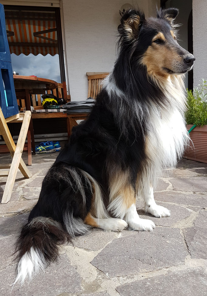 Im Hundehimmel, 17.04.2019