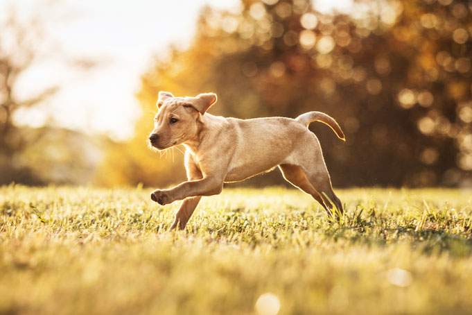 Hunde