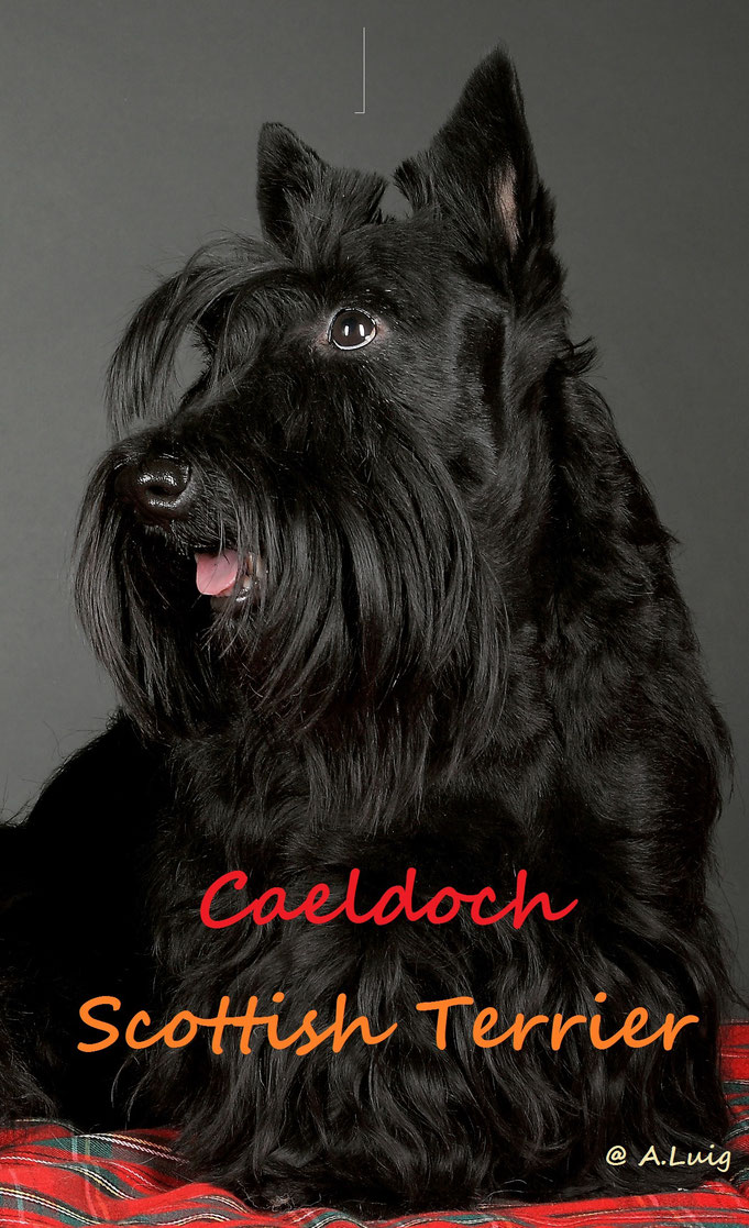 Caeldoch Scottish Terrier Caeldochscots Webseite