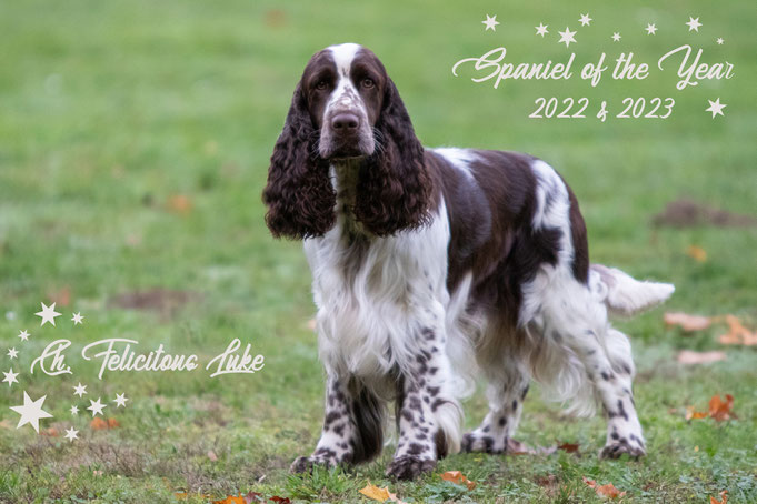 Wir sind sehr stolz, dass unser Bubi das zweite Jahr den Titel "Spaniel des Jahres" errungen hat!