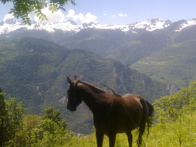 Taïga au parc en montagne