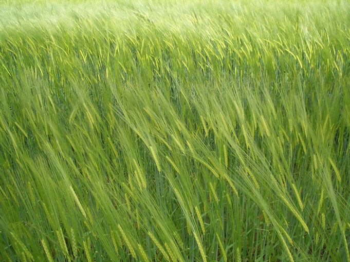 Dichtes, grünes Getreidefeld mit Ähren, die sich im Wind neigen.
