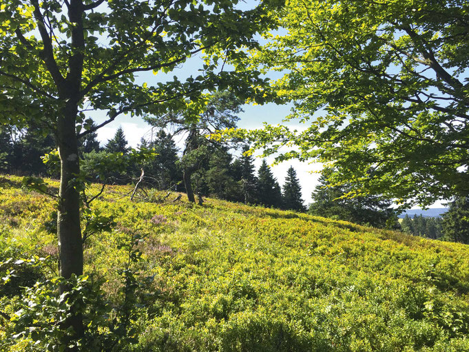 Wanderung zum Kahlen Asten