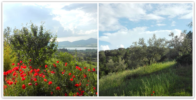 The landscape that surrounds the studio and house.