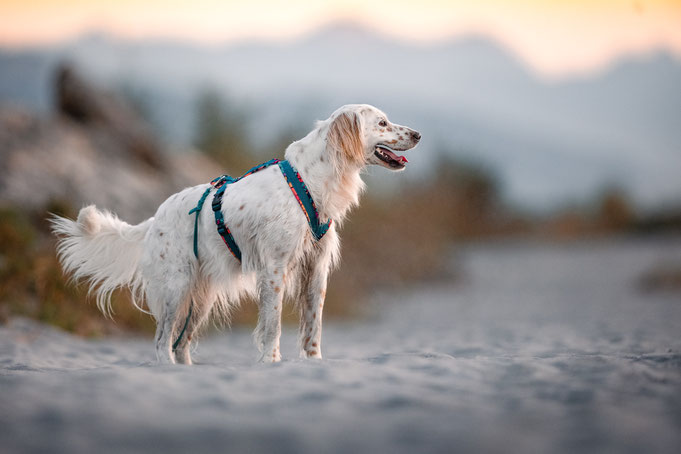 Maßgefertigte Brustgeschirre, Hundegeschirre, Brustgeschirr für Hunde,