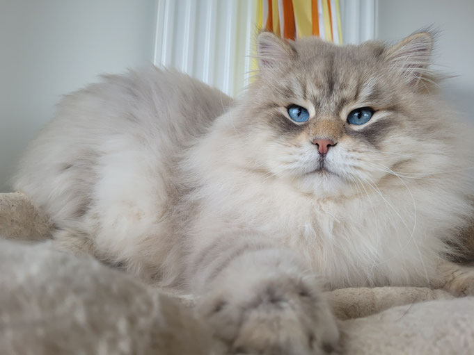 elevage chat siberien, chat yeux bleu