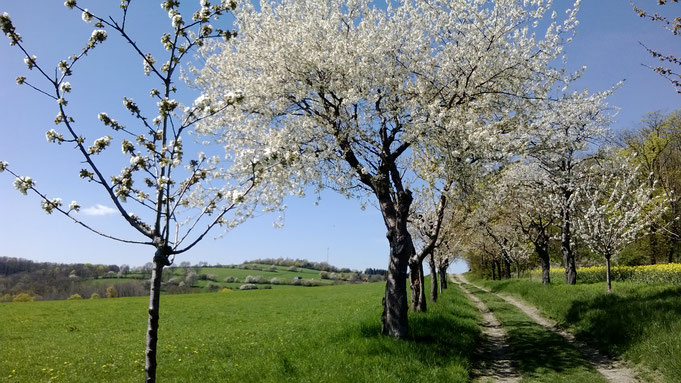 Kirschblüte am Winzerweg in Maxen im April 2018. Foto: (c) J. Tronicke, 2018