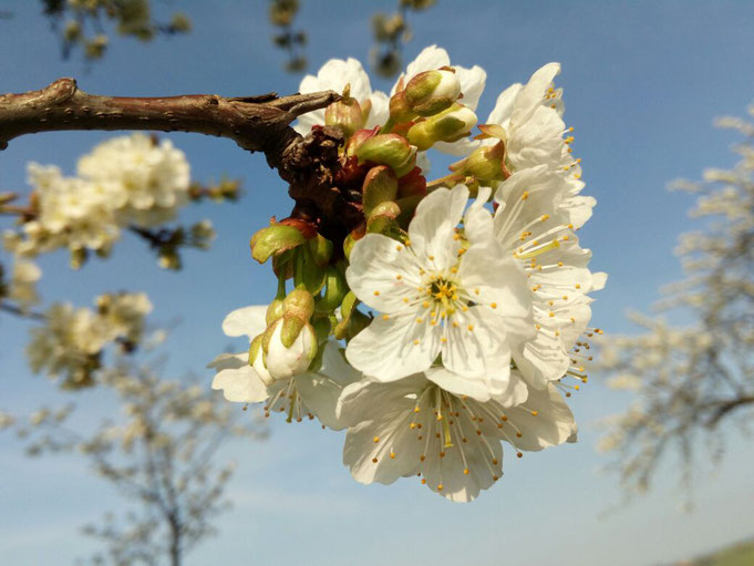 Kirschblüte am Winzerweg in Maxen im April 2018. Foto: (c) J. Tronicke, 2018