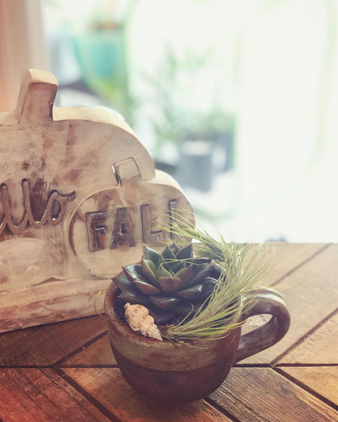 Green Tea: taken September 26, 2020. Succulents are both delicate and hearty, able to withstand hard droughts but easily killed with too much care. Air plants I cannot keep alive for more than a few months to save my life, but I never give up trying.