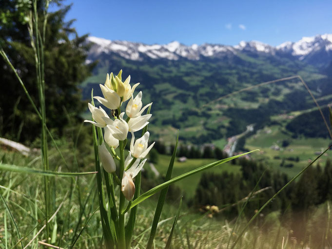 Cephalanthera longifolia Latterbach 